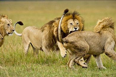 越摇越夸张？忍者不语，只是一味抖动